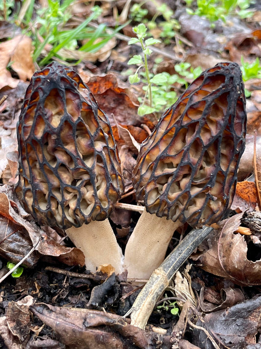 How to Find Morel Mushrooms: Simple Spring Foraging Tips