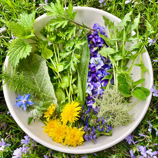 Wild Spring Allies: Cleavers, Chickweed, and Violet