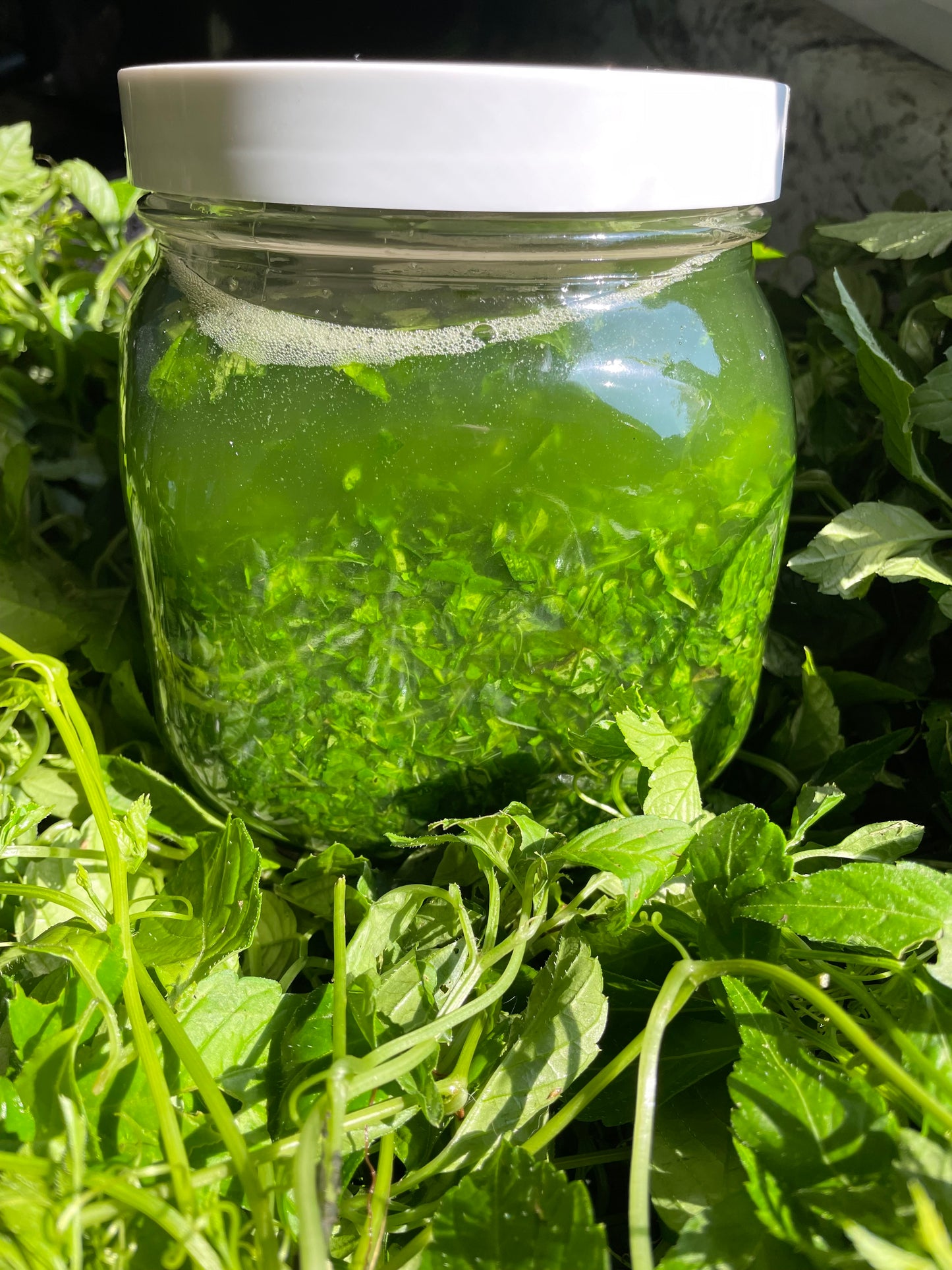 Cleavers Extract