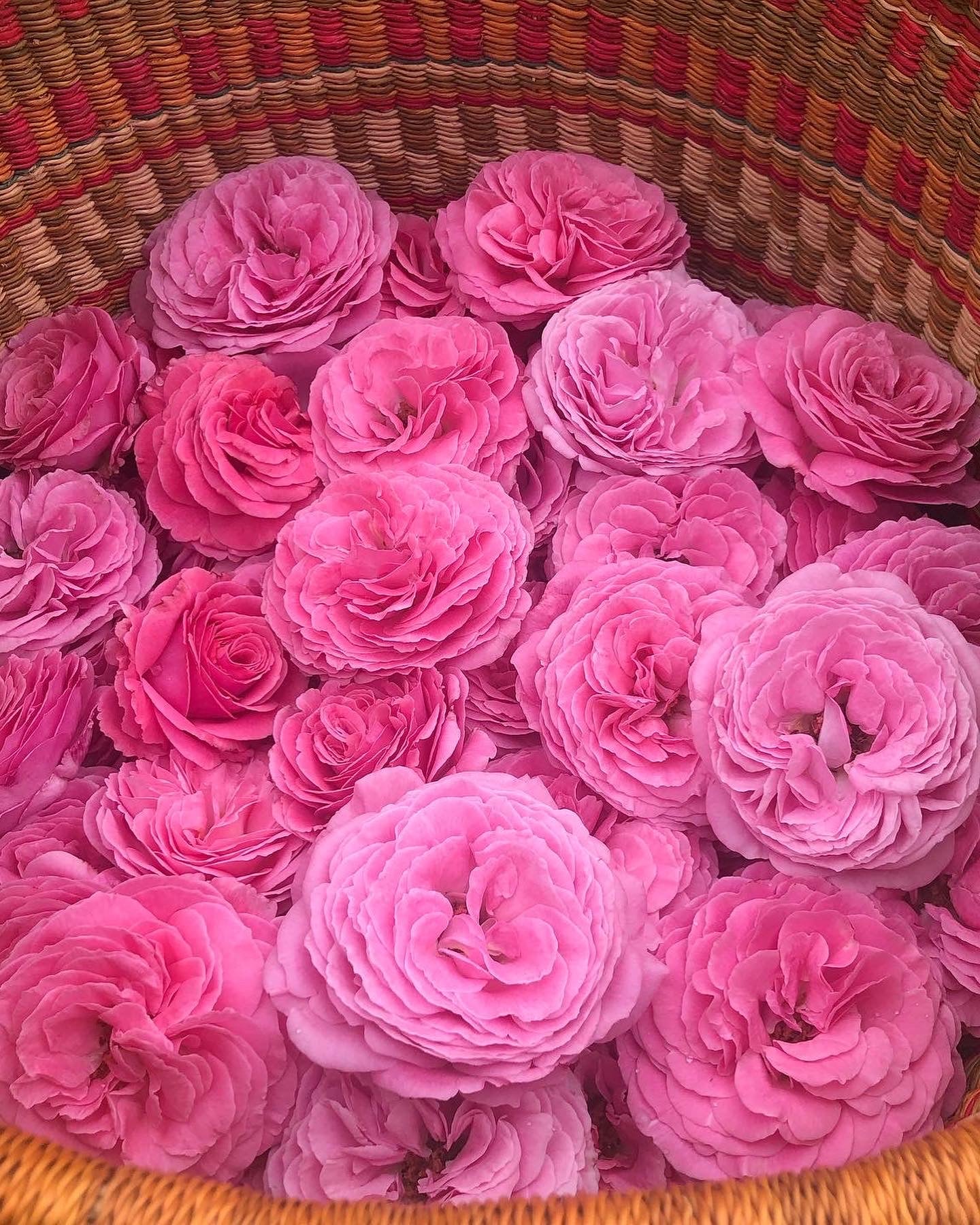 Rose Hip Caffeinated Under Eye Serum