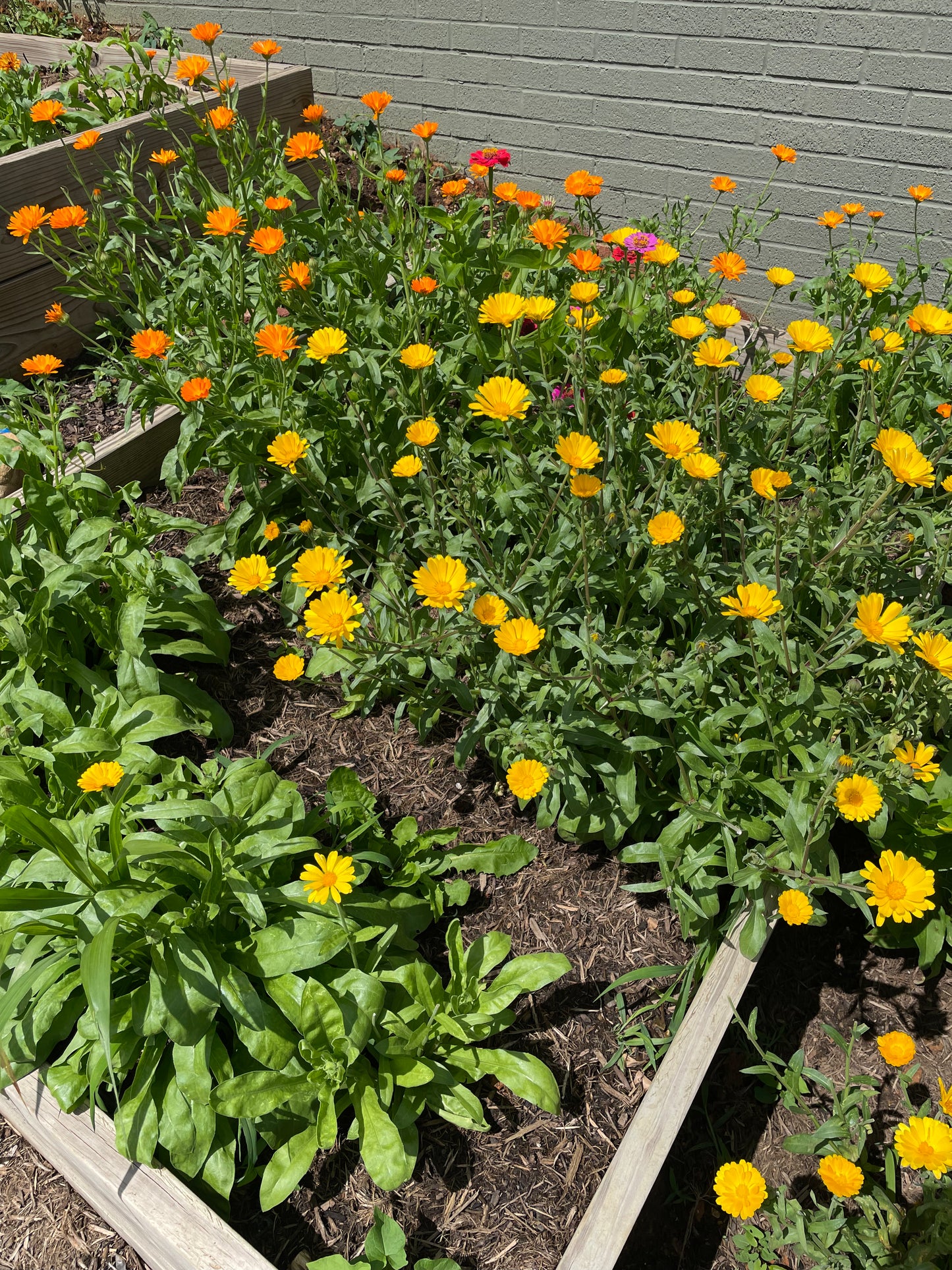 Calendula Body and Face Oil