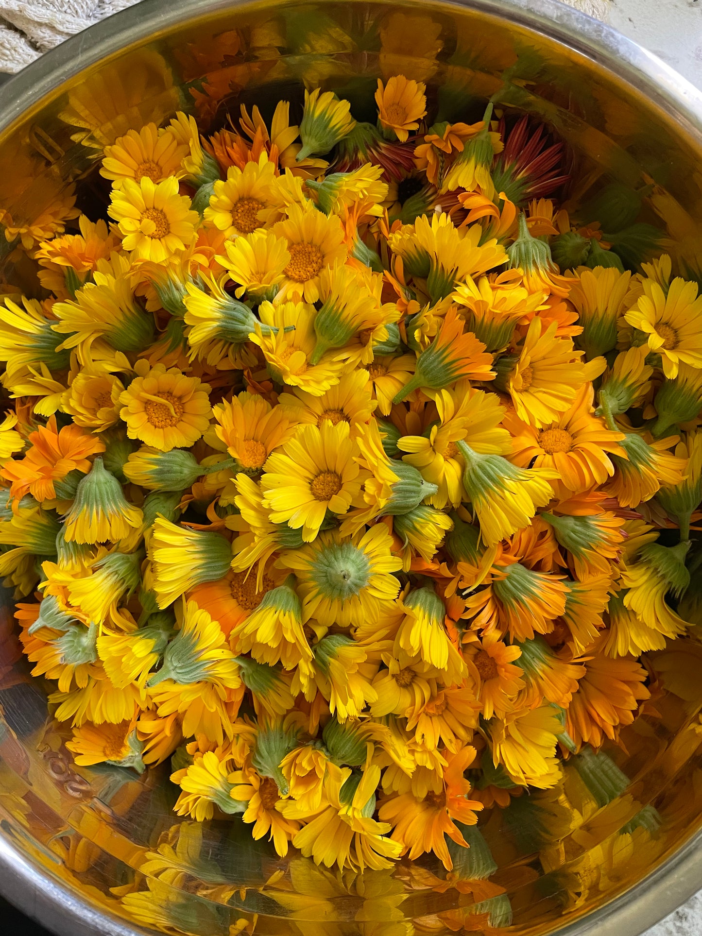 Calendula Body and Face Oil