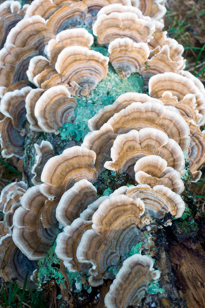 Turkey Tail Mushroom Dual Extract