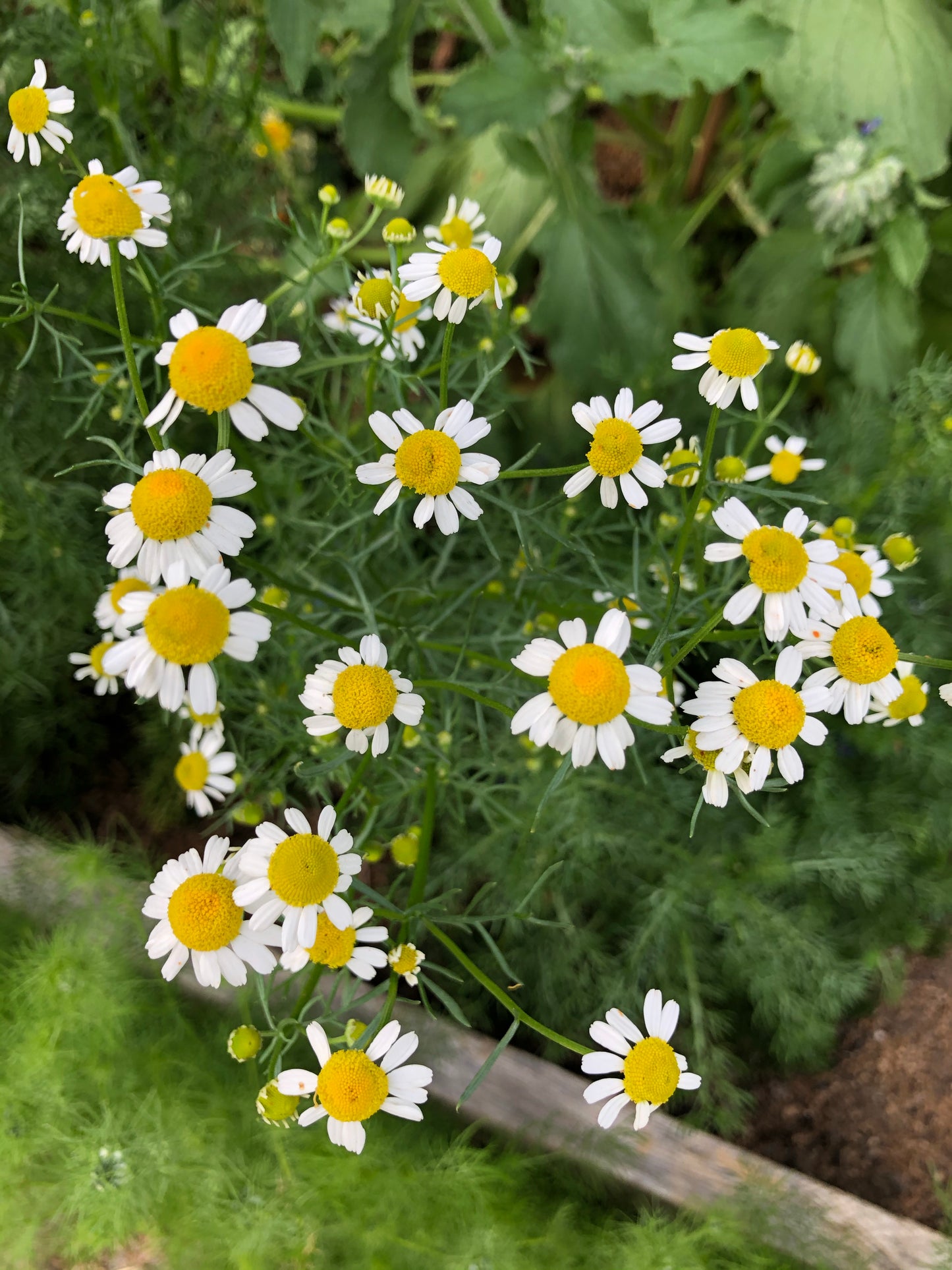 Chamomile Glycerite