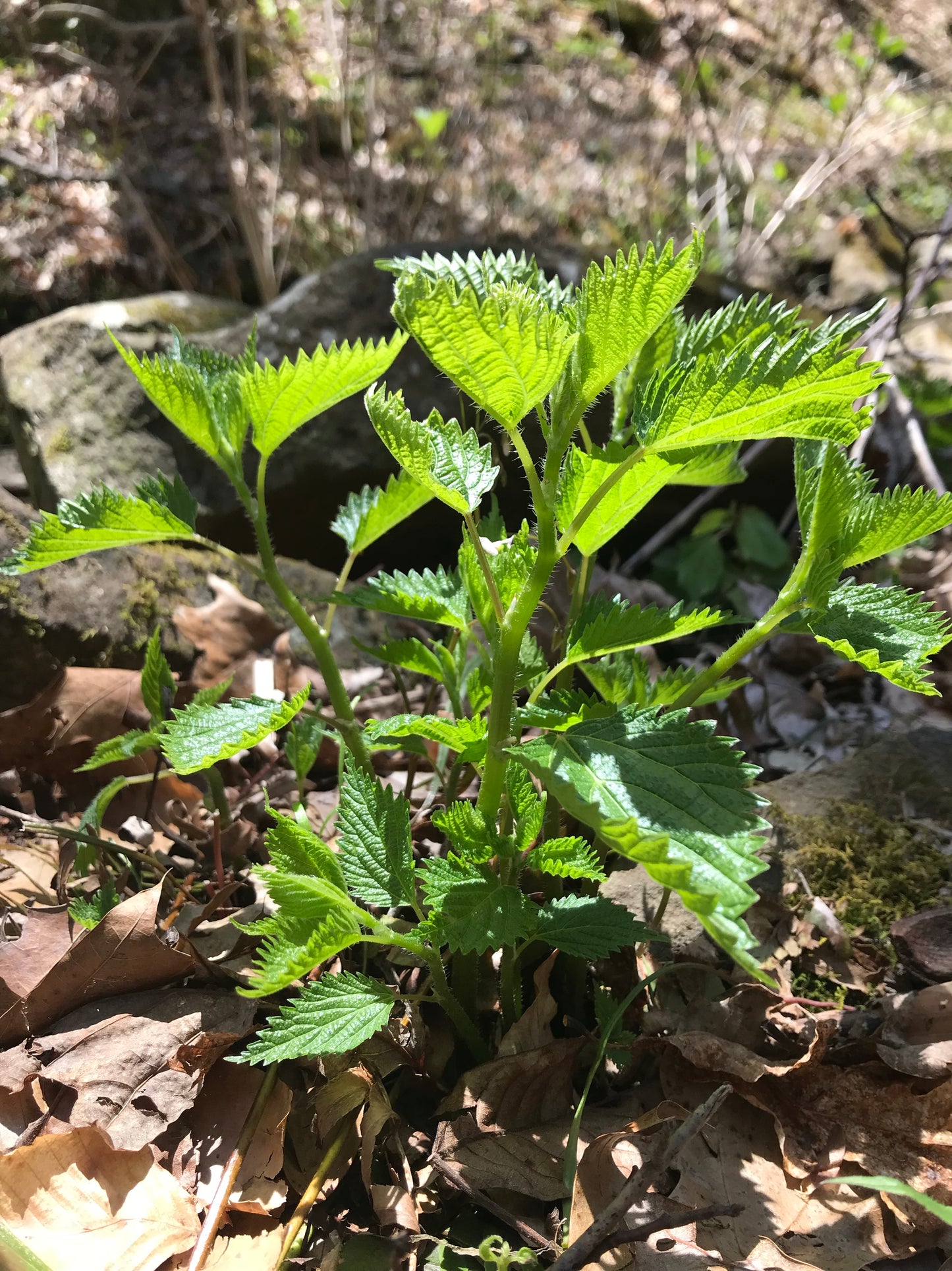 Stinging Nettle Extract