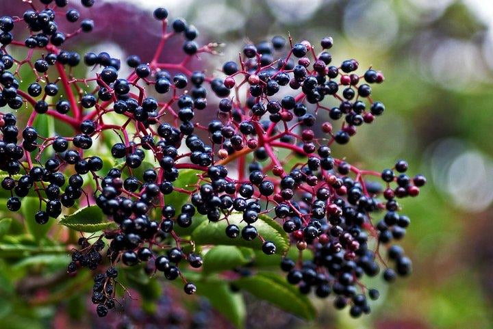 Elderberry Syrup