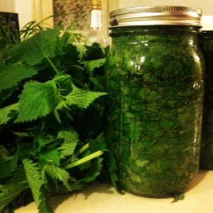 Stinging Nettle Extract