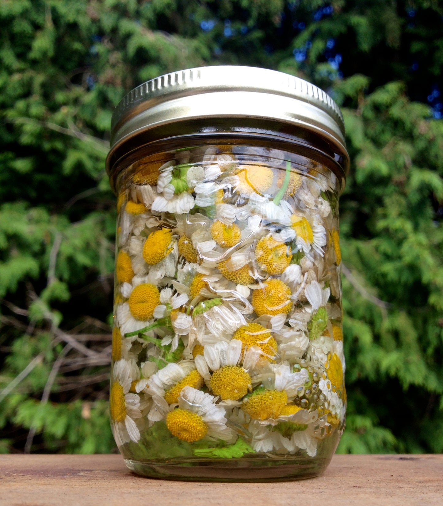 Chamomile Glycerite