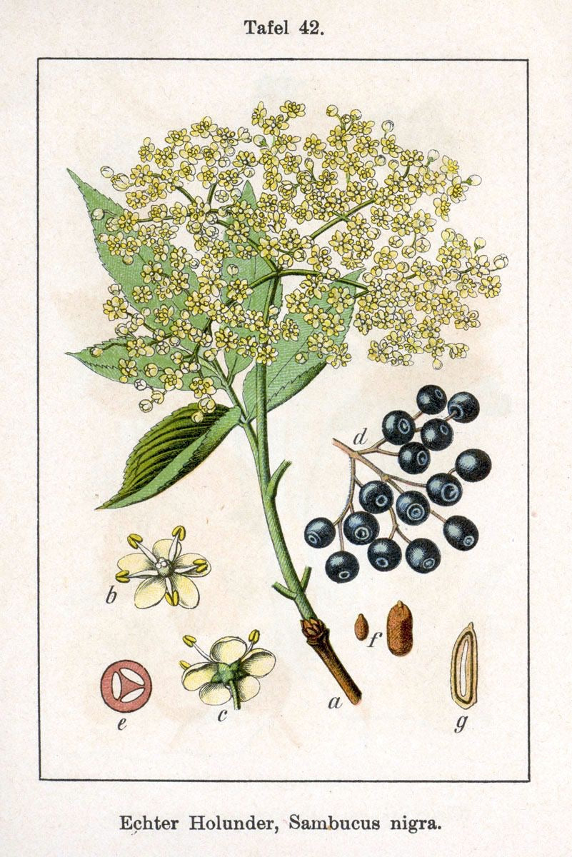 Elderberry Syrup
