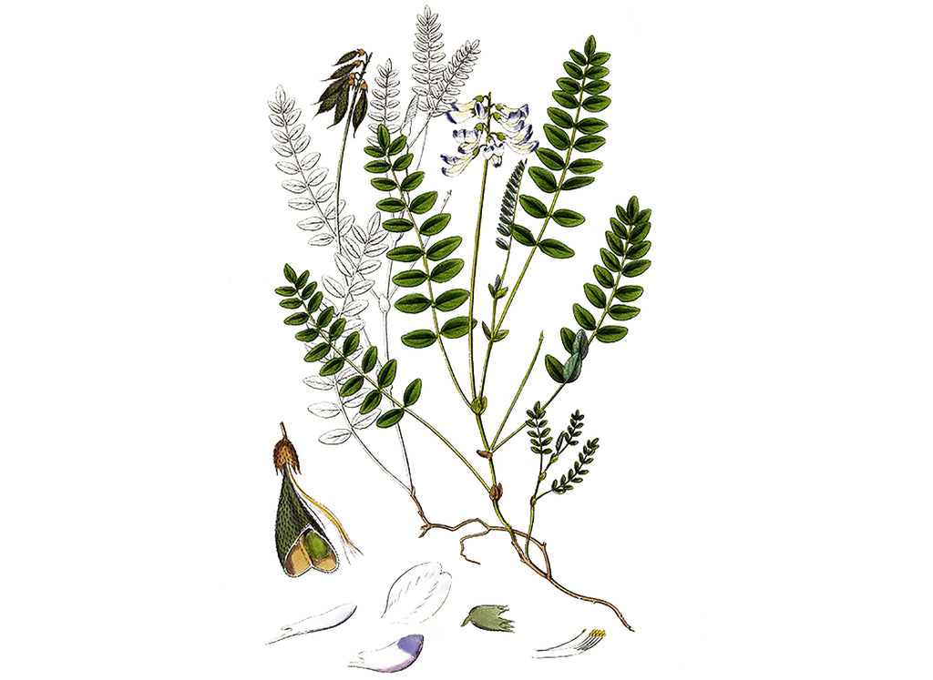 Astragalus Adaptogen Single Herb Extract