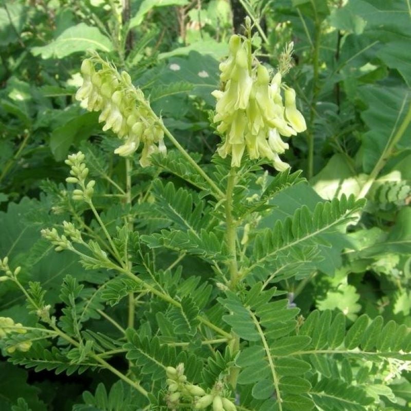 Astragalus Adaptogen Single Herb Extract