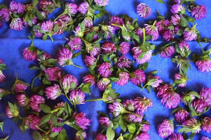 Red Clover Tincture