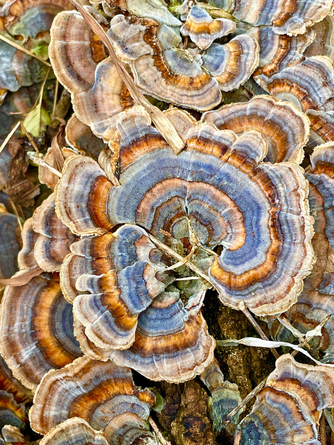 The Healing Wisdom of Turkey Tail Mushroom