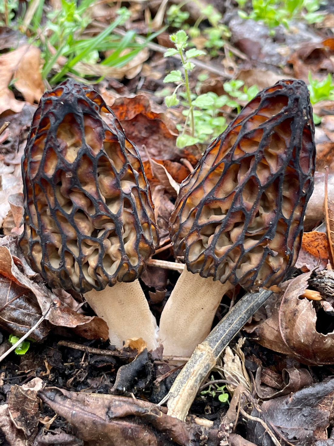 How to Find Morel Mushrooms: Simple Spring Foraging Tips