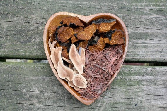 Reishi and Chaga - Immune Support