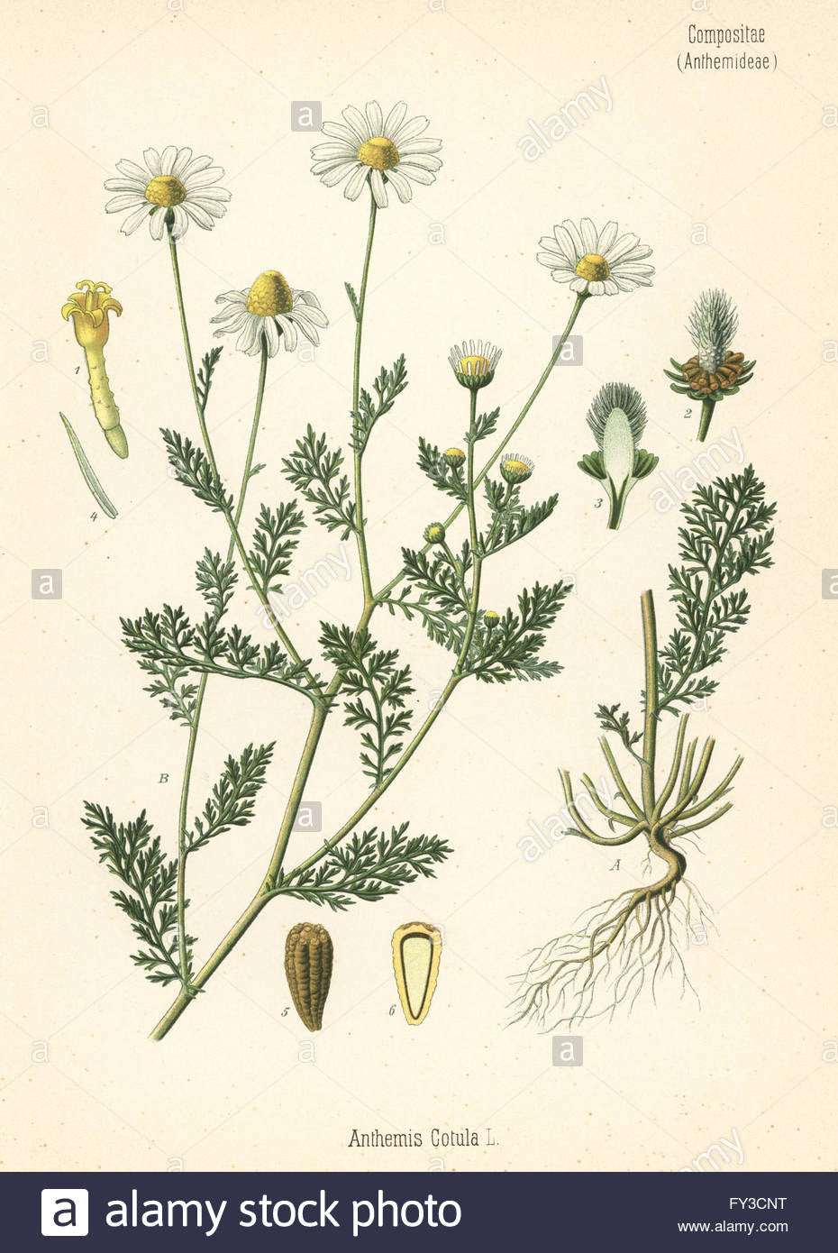 Chamomile Glycerite