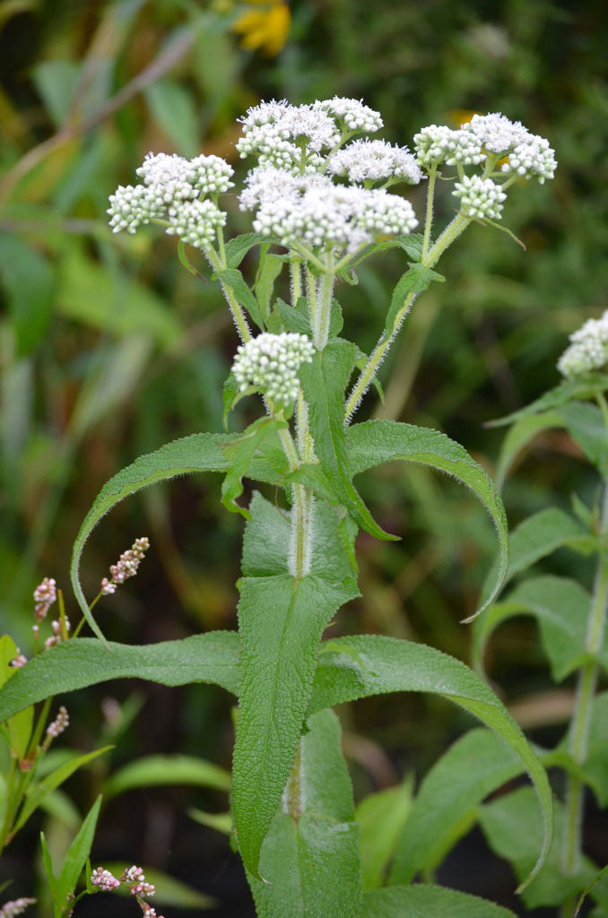 Boneset Single Herb Extract