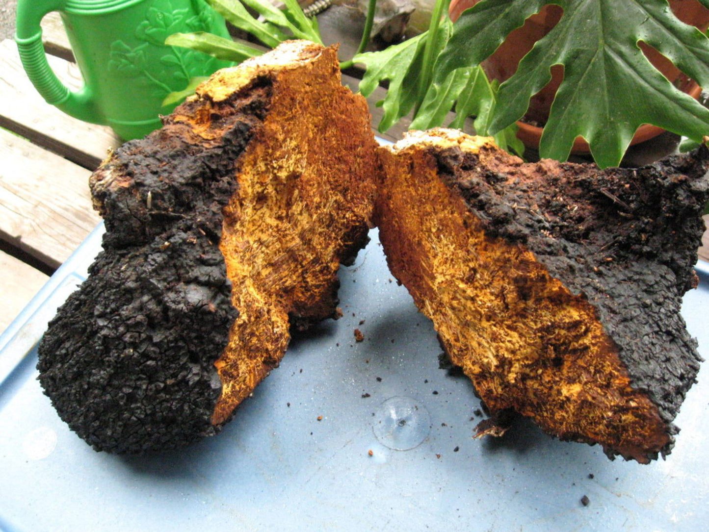 Chaga Mushroom Adaptogen Extract