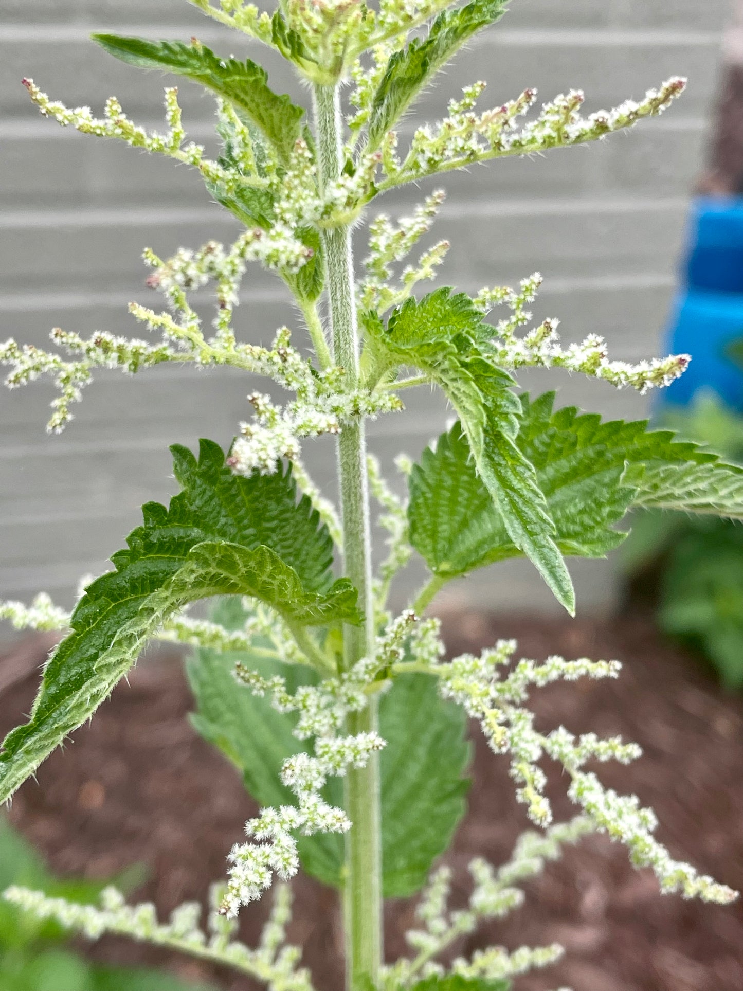 Nettle Seed Tincture