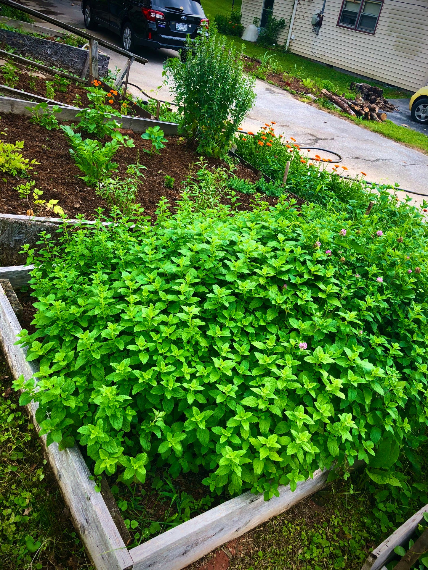 Lemon Balm Glycerite