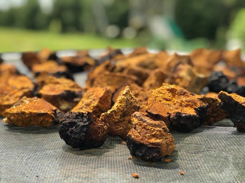 Chaga Mushroom Adaptogen Extract