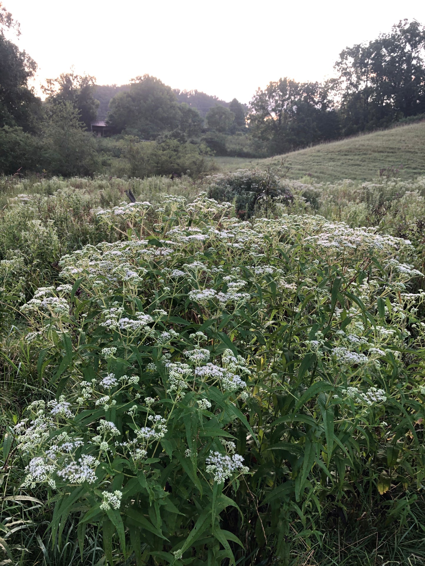 Boneset Single Herb Extract