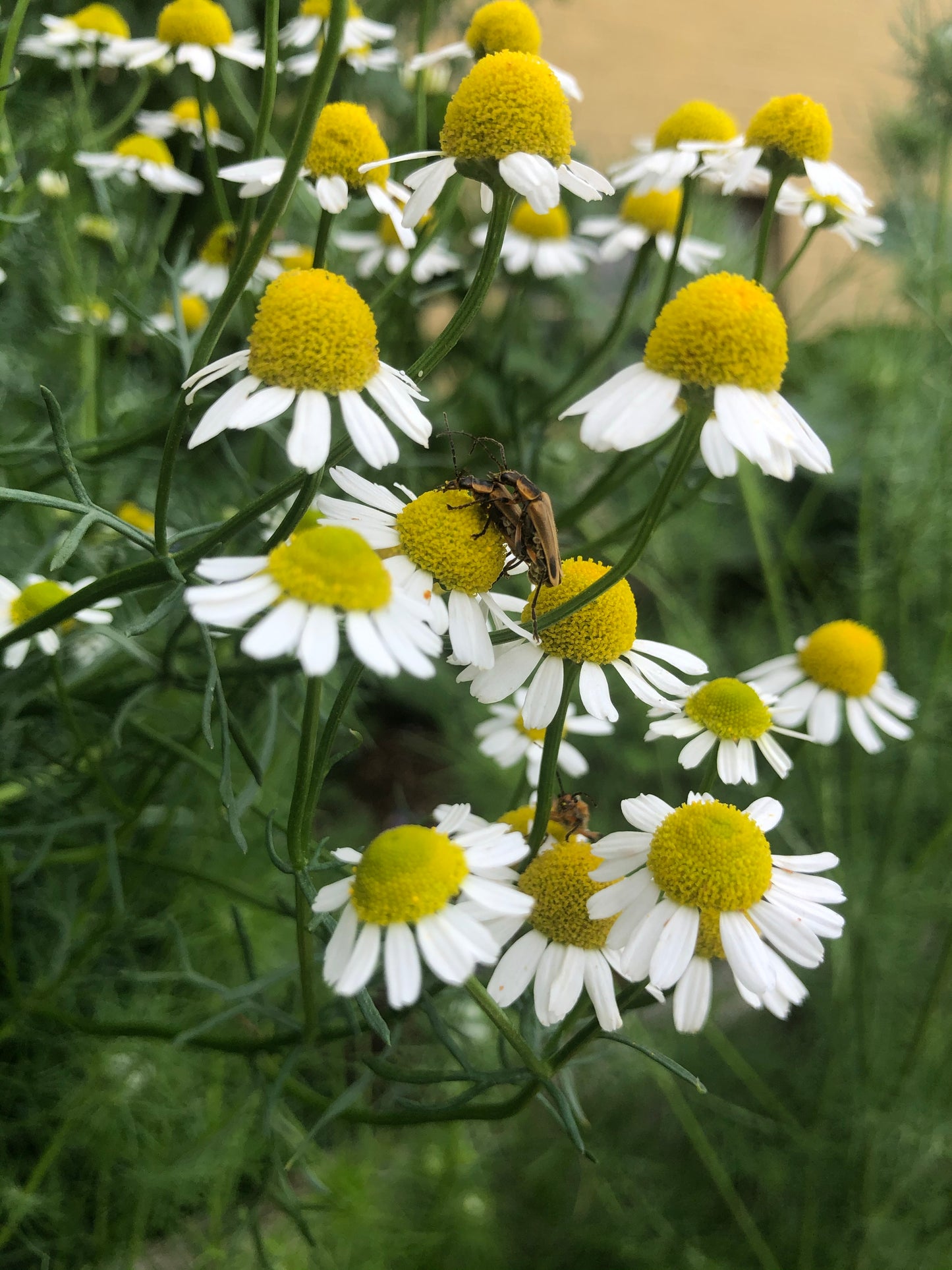 Chamomile Glycerite