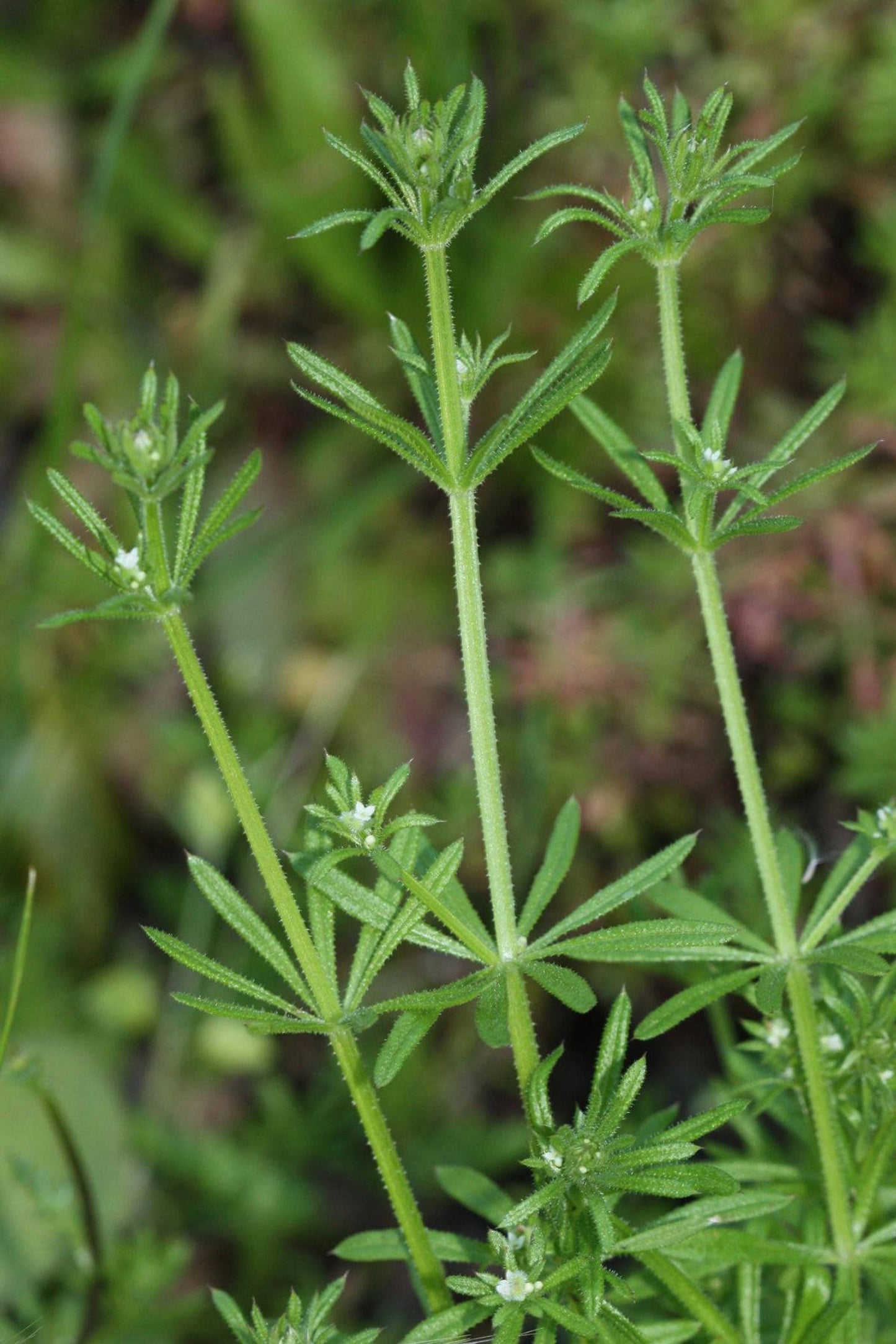 Cleavers Extract